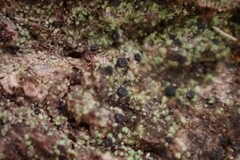 Protoparmelia ochrococca