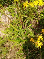 Helianthus longifolius