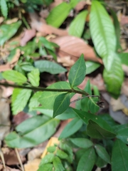 Pseuderanthemum variabile