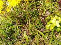 Helianthus longifolius
