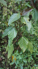 Ficus variegata garciae