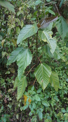 Ficus variegata garciae