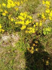 Helianthus longifolius