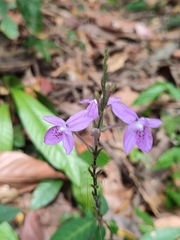 Pseuderanthemum variabile