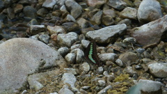 Graphium sarpedon connectens