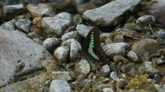 Graphium sarpedon connectens