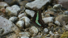Graphium sarpedon connectens
