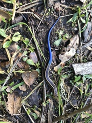 Plestiodon skiltonianus skiltonianus