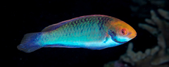 Cirrhilabrus aquamarinus