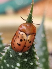 Conchyloctenia punctata