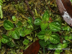 Sarcopyramis napalensis delicata