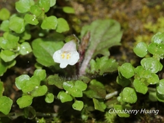 Mazus goodenifolius