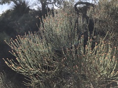 Allocasuarina mackliniana