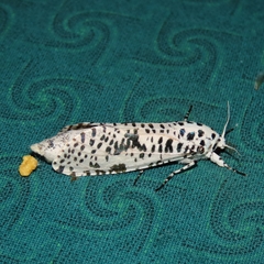 Azygophleps leopardina
