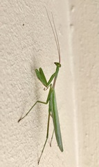 Miomantis caffra
