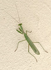 Miomantis caffra