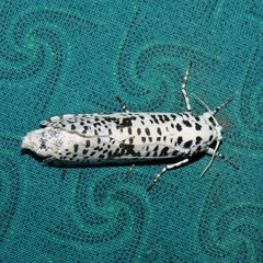 Azygophleps leopardina