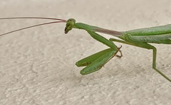 Miomantis caffra