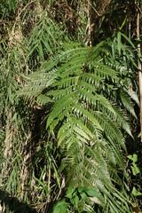 Woodwardia prolifera
