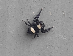 Thorelliola ensifera