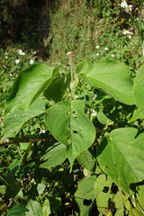 Acalypha angatensis