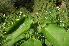 Acalypha angatensis