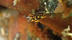 Stiliger aureomarginatus