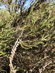 Melaleuca brevifolia