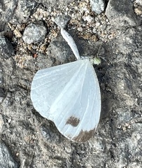Leptosia nina