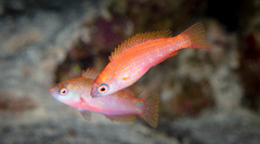 Paracheilinus paineorum