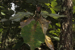 Magnolia macrophylla dealbata