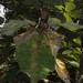 Magnolia macrophylla dealbata - Photo (c) Juan Cruzado Cortés, osa oikeuksista pidätetään (CC BY-SA), lähettänyt Juan Cruzado Cortés