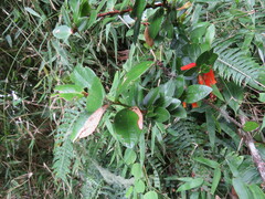 Macleania insignis