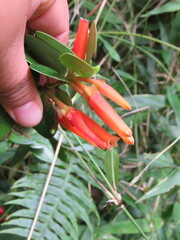 Macleania insignis