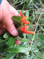 Macleania insignis