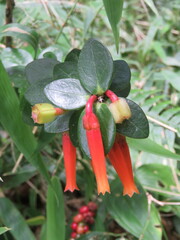 Macleania insignis