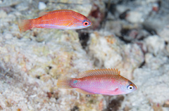 Paracheilinus carpenteri