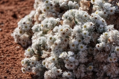 Helichrysum roseo-niveum