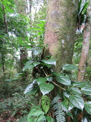 Gentianales