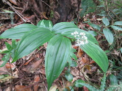 Maianthemum paniculatum