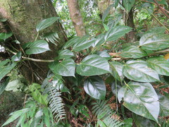 Gentianales