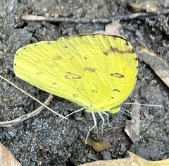 Eurema hecabe