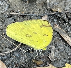 Eurema hecabe