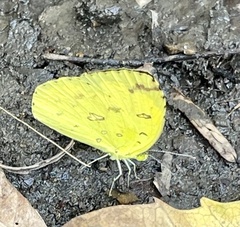Eurema hecabe