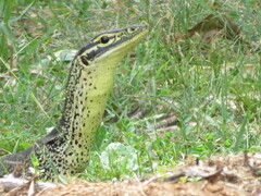 Varanus panoptes