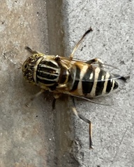 Eristalini