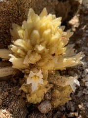 Aphyllon cooperi