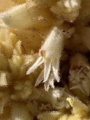 Aphyllon cooperi