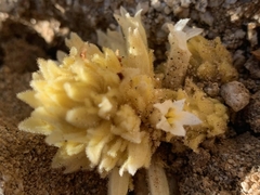 Aphyllon cooperi