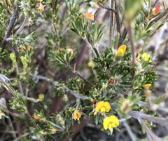 Phyllota pleurandroides